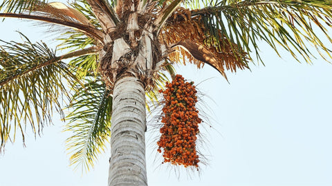Tudo sobre a nossa Palma - Terral Natural