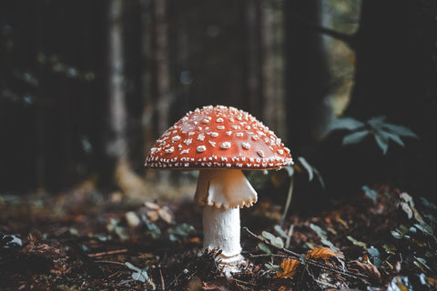 O futuro do skincare são fungos:  o poder dos cogumelos!